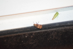 Euparius marmoreus