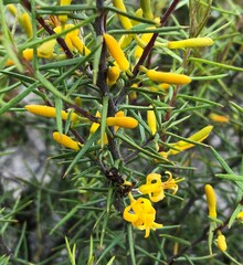Persoonia juniperina