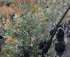 Banksia ornata