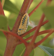 Monophlebidae