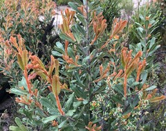 Banksia ornata