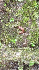 Myriapoda
