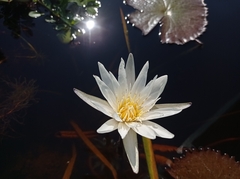 Nymphaea ampla