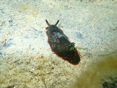 Dendrodoris arborescens