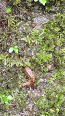 Myriapoda