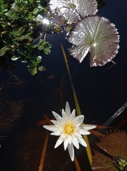 Nymphaea ampla