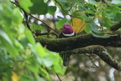 Ptilinopus porphyreus