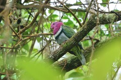 Ptilinopus porphyreus