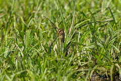 Gallinago nigripennis