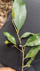 Ardisia pauciflora