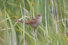 Cincloramphus timoriensis