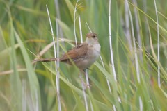 Cincloramphus timoriensis