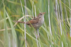 Cincloramphus timoriensis