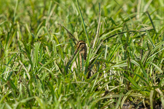 Gallinago nigripennis