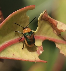 Aporocera