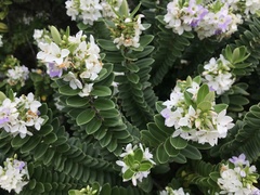 Veronica elliptica
