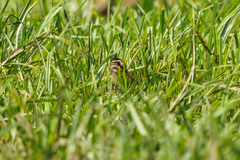 Gallinago nigripennis