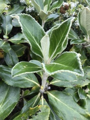 Macrolearia colensoi