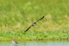 Gallinago nigripennis