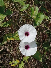 Ipomoea anisomeres