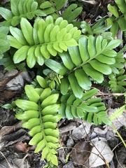 Asplenium obtusatum