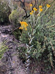 Chrysocephalum semipapposum