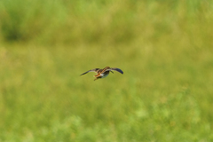 Gallinago nigripennis