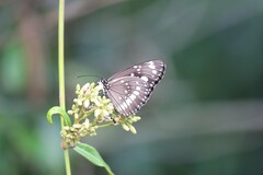 Euploea core corinna