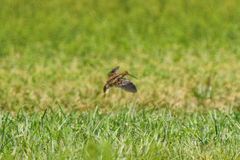 Gallinago nigripennis