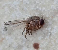 Gitona distigma
