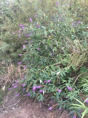 Buddleja davidii