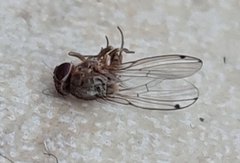 Gitona distigma
