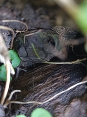 Rhinella dorbignyi