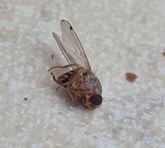 Gitona distigma