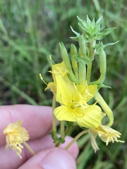 Oenothera clelandii