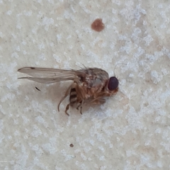 Gitona distigma
