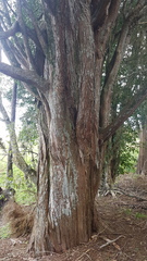 Podocarpus totara