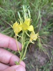 Oenothera clelandii