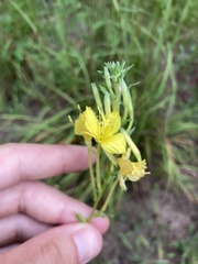 Oenothera clelandii