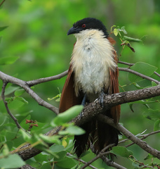 Centropus superciliosus burchellii