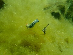 Hypselodoris saintvincentius