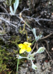Goodenia robusta