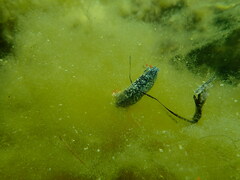 Hypselodoris saintvincentius
