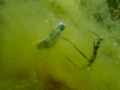 Hypselodoris saintvincentius