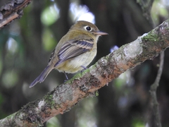 Empidonax flavescens