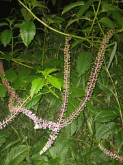 Phytolacca rivinoides