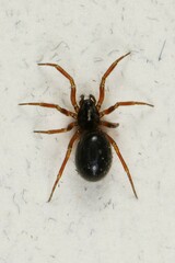 Linyphiidae