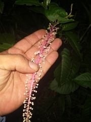 Phytolacca rivinoides