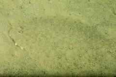 Pseudorhombus jenynsii