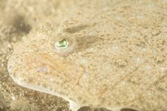 Pseudorhombus jenynsii